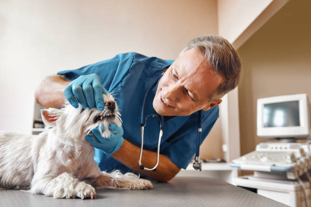 Best Tooth Pain Emergency Relief  in Hyattsville, MD